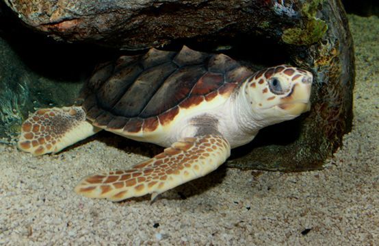 印度海岸出现十万海龟，派150人保护(最大的敌人)
