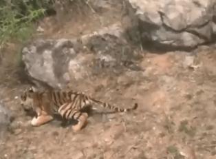 印度两只虎崽靠近村，一只被砸受伤，一只已经逃跑（大型猛兽）