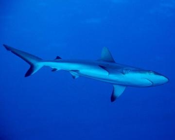 澳洲发现没有身体的鲨鱼，钓起花费四小时（濒危物种）