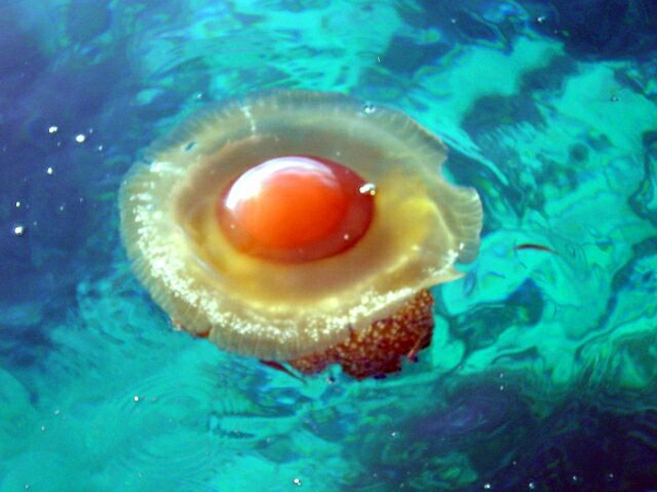 地中海发现水母新品种，就像海中荷包蛋（蛋黄水母）