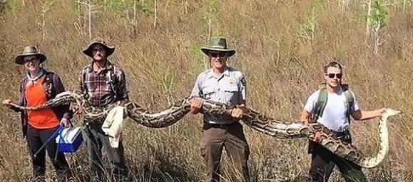 东莞一工地发现一条大蟒蛇，重量达到50斤，为什么会受到保护