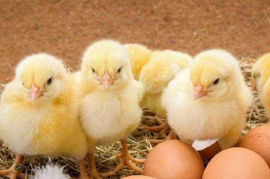 每年70亿只小鸡做成猫粮，刚出生就排队进入粉碎机（残忍）