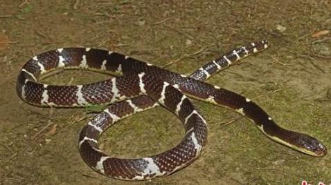 美国多次想进口都失败，十堰遇到罕见古老剧毒蛇，40cm、白头黑身