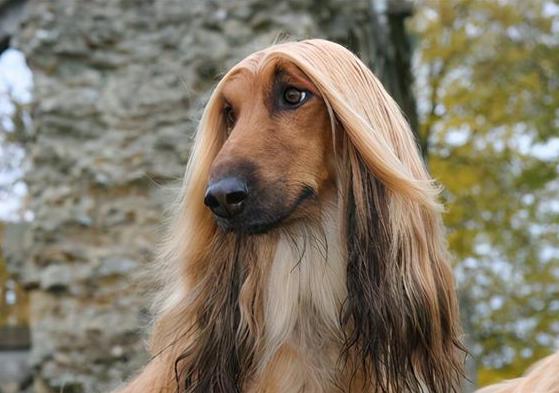 美国一只阿富汗猎犬有着飘逸长发有女士秀发的发型，似人的猎犬