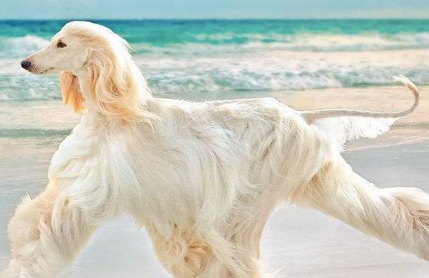 美国一只阿富汗猎犬有着飘逸长发有女士秀发的发型，似人的猎犬