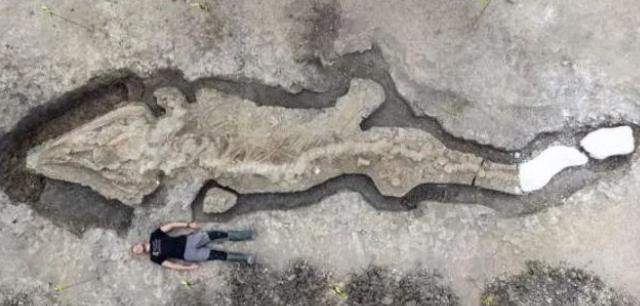 英国发现一个巨大的鱼龙化石   骨架长10米，头骨有1吨重
