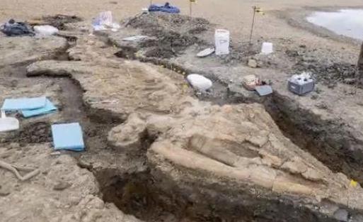 英国发现一个巨大的鱼龙化石   骨架长10米，头骨有1吨重