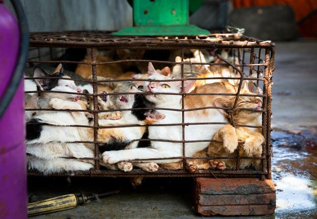 越南人每年吃掉上百万只猫，居然是美国做的坏事（喜欢猫肉）