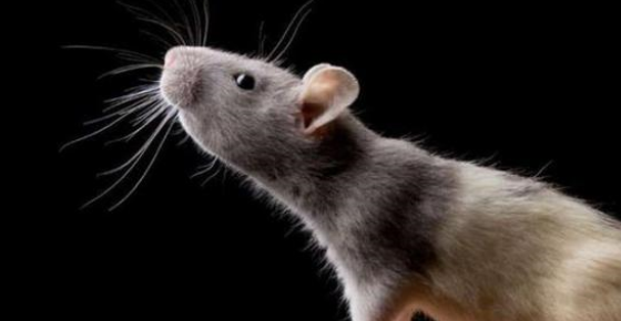 利用手术可以让老鼠冬眠一周，那能不能让人类冬眠？（冬眠技术）