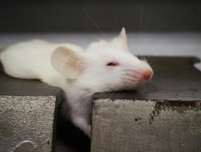 利用手术可以让老鼠冬眠一周，那能不能让人类冬眠？（冬眠技术）