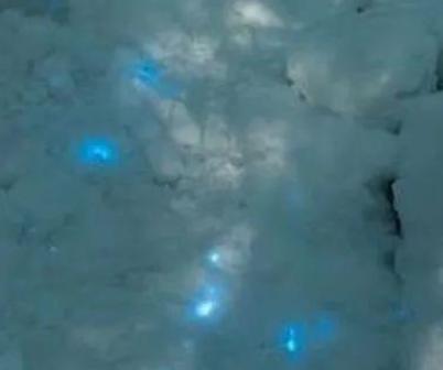 俄罗斯的雪地发现有微弱的蓝光，是被雪盖着的小动物，是否还能活