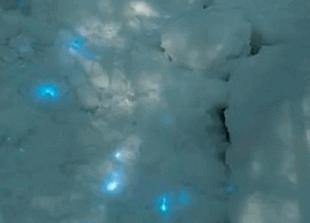 俄罗斯的雪地发现有微弱的蓝光，是被雪盖着的小动物，是否还能活