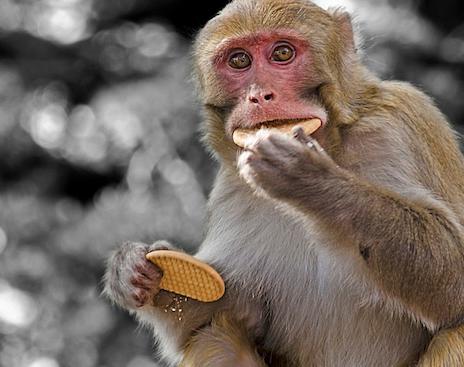 猴要进化成人？南京流浪猴去居民家，开煤气、吃薯片一系列动作