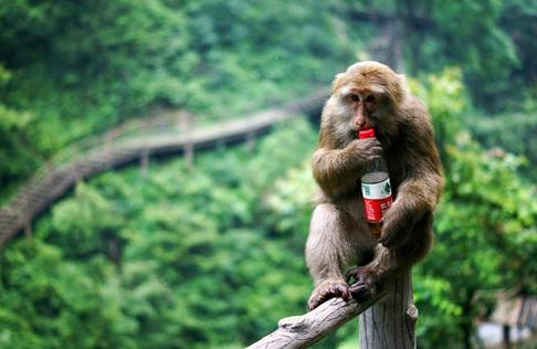 猴要进化成人？南京流浪猴去居民家，开煤气、吃薯片一系列动作