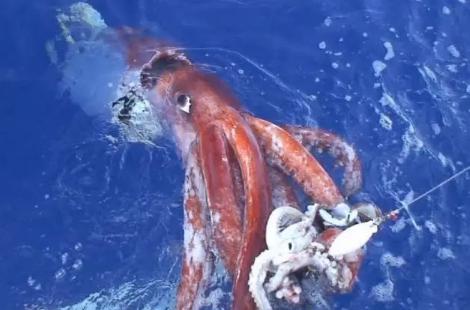 日本海域深海大王乌贼游到海面，3米长、80公斤，可怕吗？