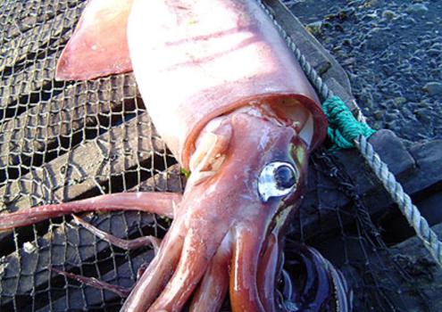 日本海域深海大王乌贼游到海面，3米长、80公斤，可怕吗？