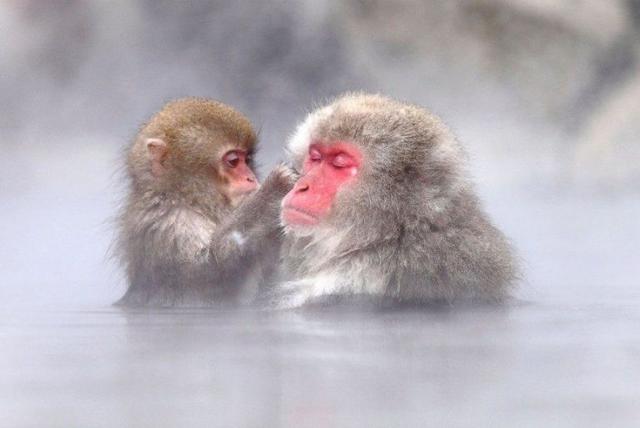 日本能和人一起泡温泉的雪猴，背后故事却没有那么温暖