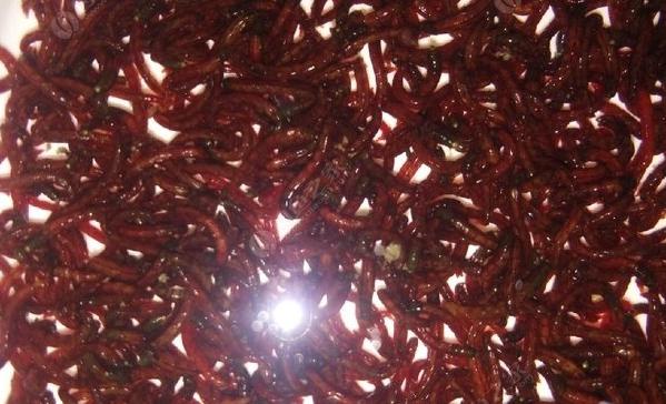 水沟里的红虫价值连城让“捞虫族”月入上万，这些虫作用是什么？