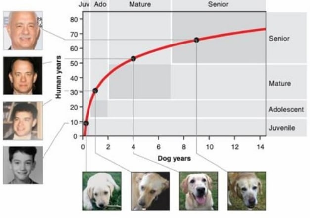 收集了1000分样本之后，科学家终于算出了狗的年龄（生物寿命）