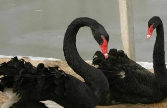 南京一个学校有男子下湖游泳，却惨遭黑天鹅的攻击，对其又啄又抓