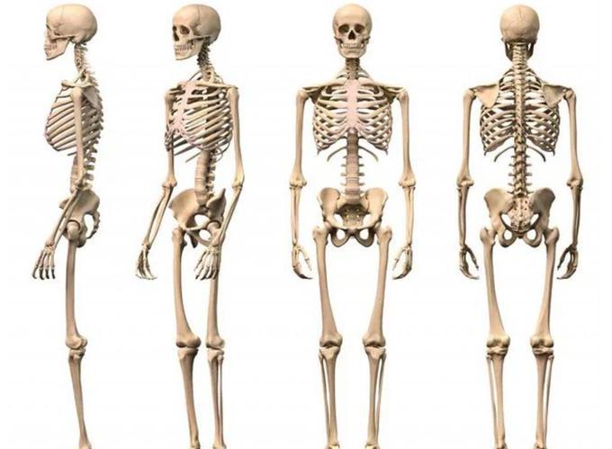 欧美人有206块骨头，中国人只有204块，欧美人区别哪里呢