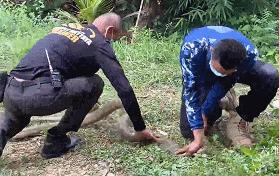 泰国两个捕蛇者专捕大毒蛇，体型最大的毒蛇种类（眼镜王蛇）