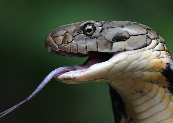 深圳居民小区发现2米多长眼镜王蛇，哪来的？广东吗？（爱吃蛇）
