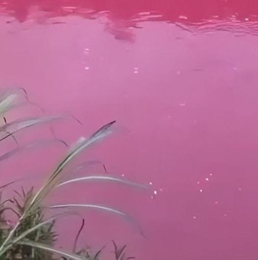 一条河一夜变红，没有异味也没有化学超标，这是大自然的暗红？