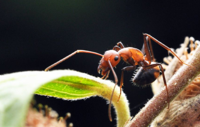 要是说蚂蚁和大象之间可以进行繁殖，那么他们的孩子会是什么样？