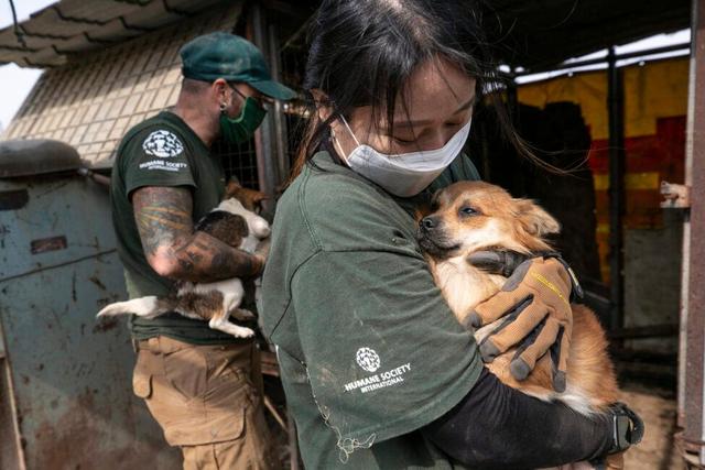 一年吃上百万只狗，韩国政府也没有办法（韩国吃狗肉传统）