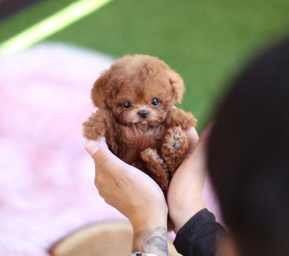 茶杯犬小时候的样子图片