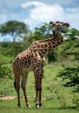 肯尼亚210万人被牵连，6只长颈鹿螺旋状死在地上（为何如此干旱）