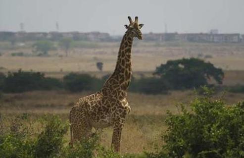 肯尼亚210万人被牵连，6只长颈鹿螺旋状死在地上（为何如此干旱）