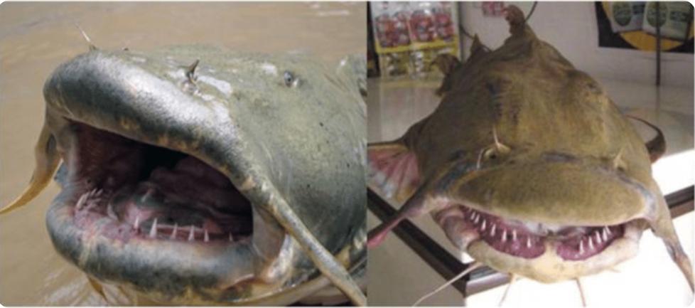 这是一种极具攻击力且长期食人肉的巨型鲶鱼