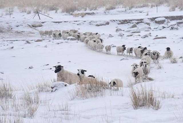 降雪量接近半米，东北的野生动物怎么过冬（生物进化论）