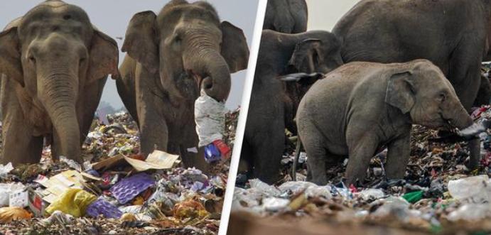 垃圾场里到处都是觅食的大象，每日要吃几吨垃圾，为何场面会这样