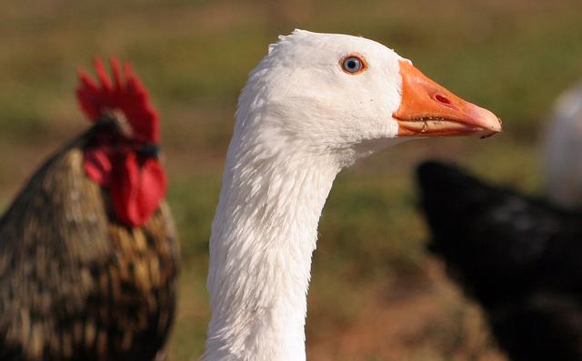 一样都是禽类，为啥鹅头上千元，鸡头却被说有毒（没有科学依据）