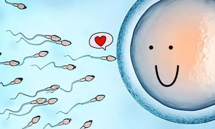 美国科学家发现，精子与卵子光芒越亮质量越好？结合时会（发光）