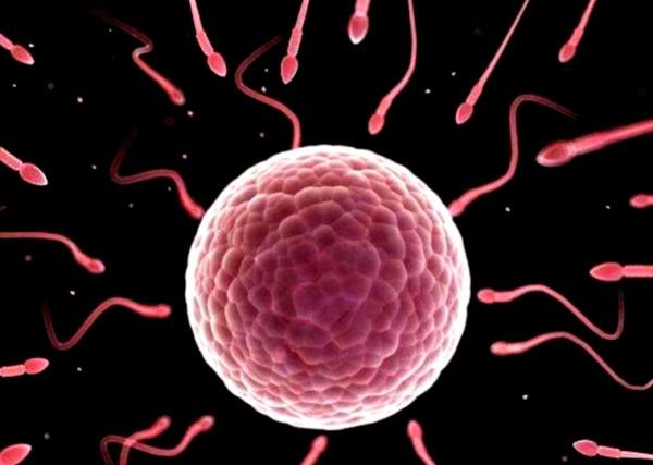 美国科学家发现，精子与卵子光芒越亮质量越好？结合时会（发光）