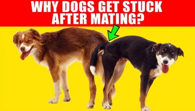 为什么狗在性交时屁股会连在一起呢？是谁的不愿意呢？