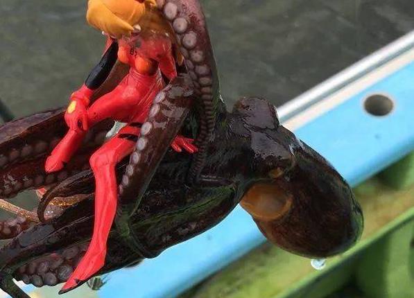 日本人竟然用美少女来捕捉章鱼的方法，穿着颜色鲜艳、身上有洞