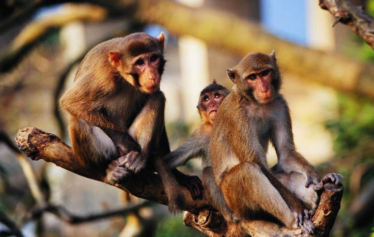 猴子实验有多大的作用 是不是违背了人道主义（人道实验）
