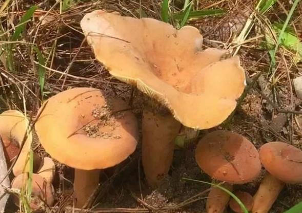 误食毒蘑菇导致祖孙三代都丧命，蘑菇有毒没毒到底是什么样的？