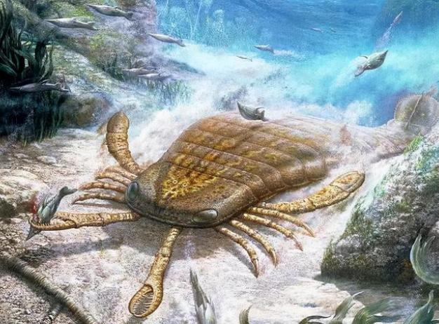 我国首次发现4.3亿年前混翅鲎化石，外形酷似蝎子，有啥意义？
