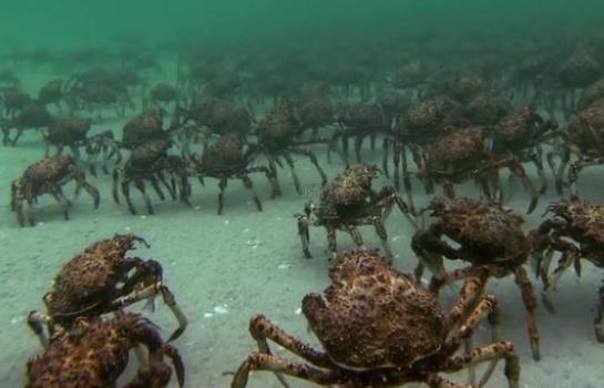 帝王蟹泛滥超100万只，吃它相当于保护地球了，为何仍不降价？