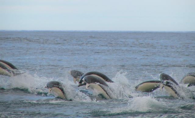海豚性欲望强烈对人类进行性骚扰，不分性别，影响人类海洋之旅。