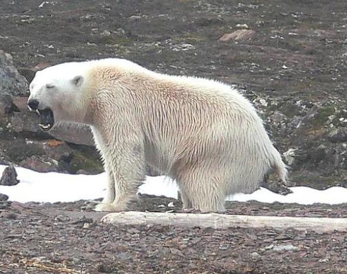 北极熊因便秘拉屎为何大吼，“便秘图”爆火，和饮食结构有关？