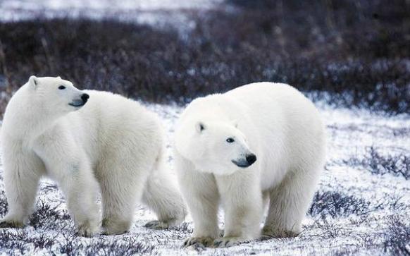 北极熊因便秘拉屎为何大吼，“便秘图”爆火，和饮食结构有关？