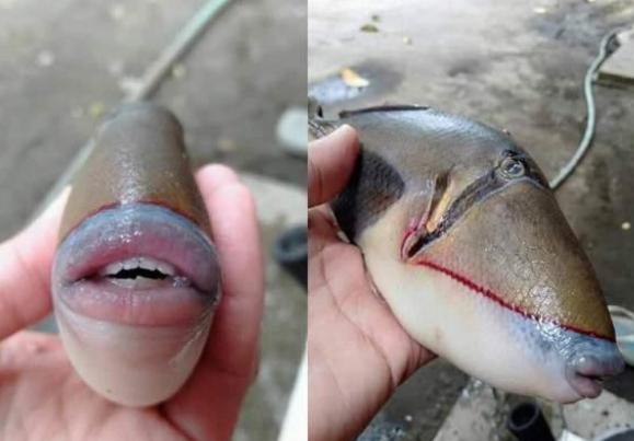 马来西亚渔民捕捉到怪鱼，人嘴马脸、还能食人，在中国也有分布？