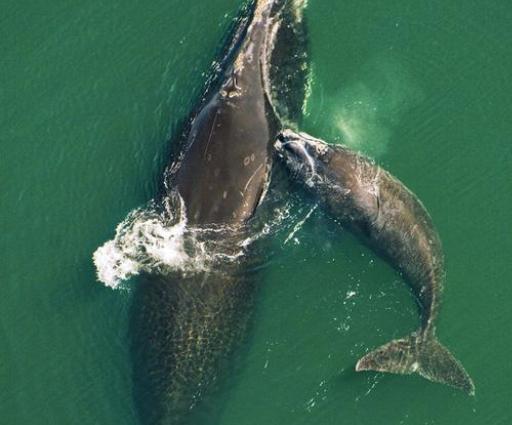 有1000斤蛋蛋的露脊鲸？比蓝鲸还重20倍，平常隐藏在身体中
